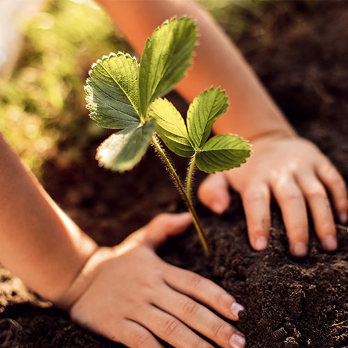 Cultiver une plante